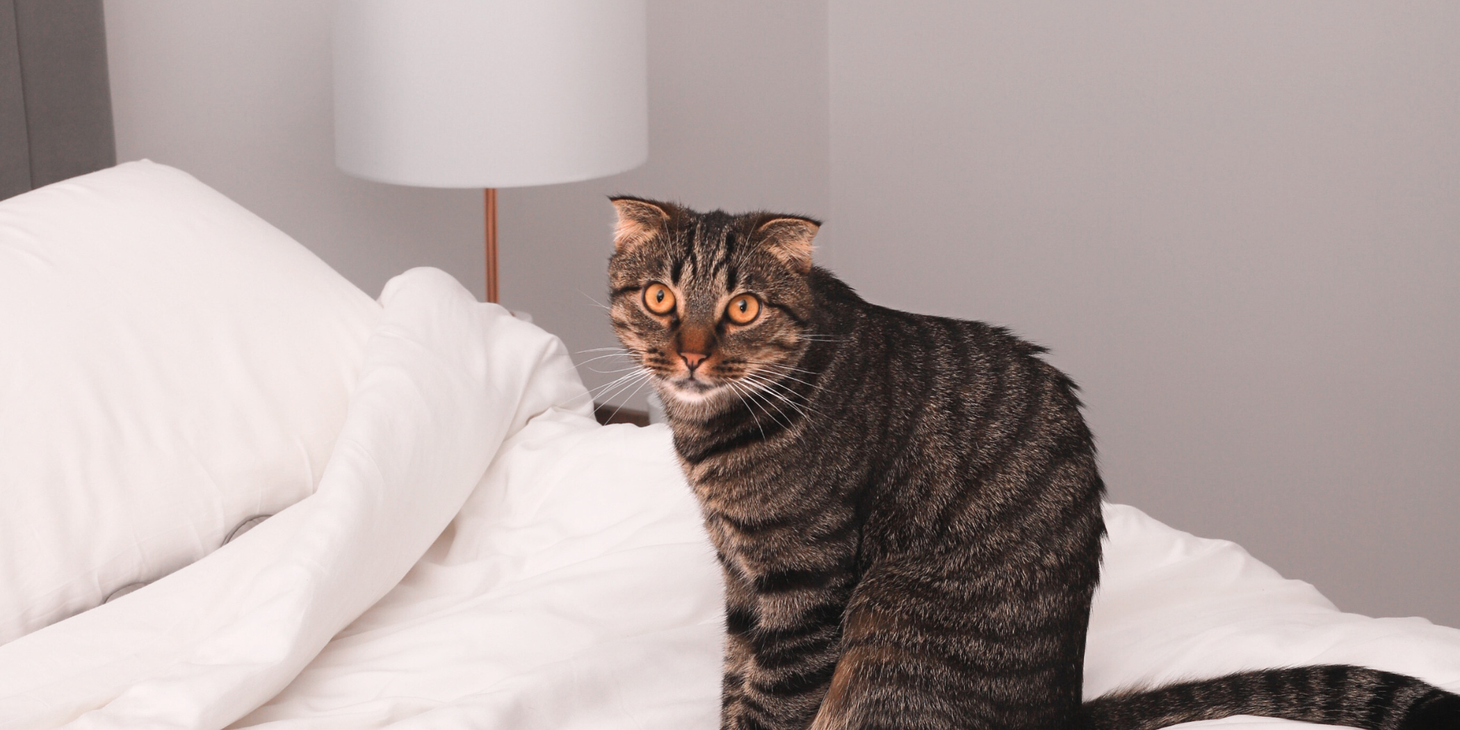 Bamboo Bedding: The Perfect Choice for Pet Owners and Their Furry Friends